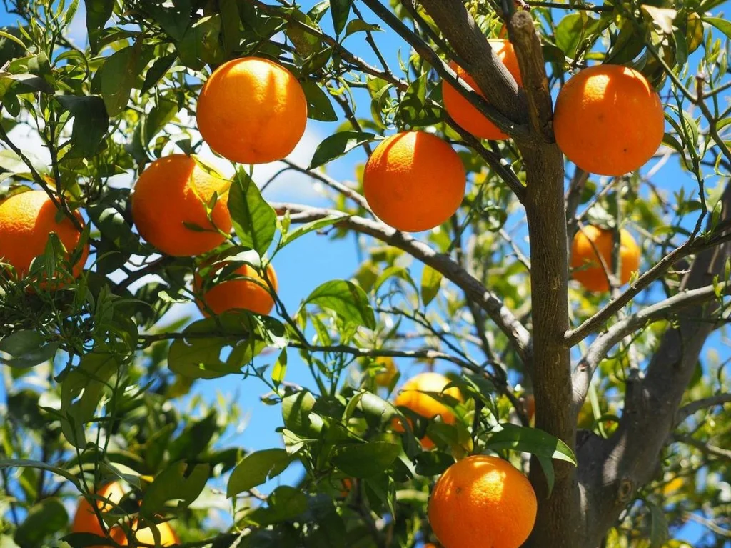 naranjas a domicilio comer naranjas a diario