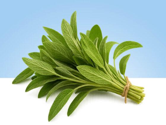 Manojo de salvia fresca de aproximadamente 100gr